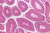 Testicule Rat x40